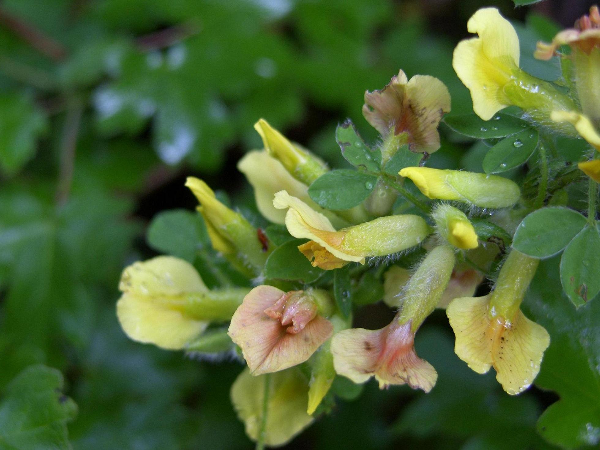 Chamaecytisus hirsutus